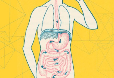 Everything You Need To Know About Gut Health_header